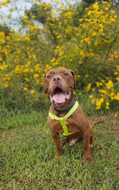 Ernest, Adoptable, Adult Male Pit Bull Terrier.
