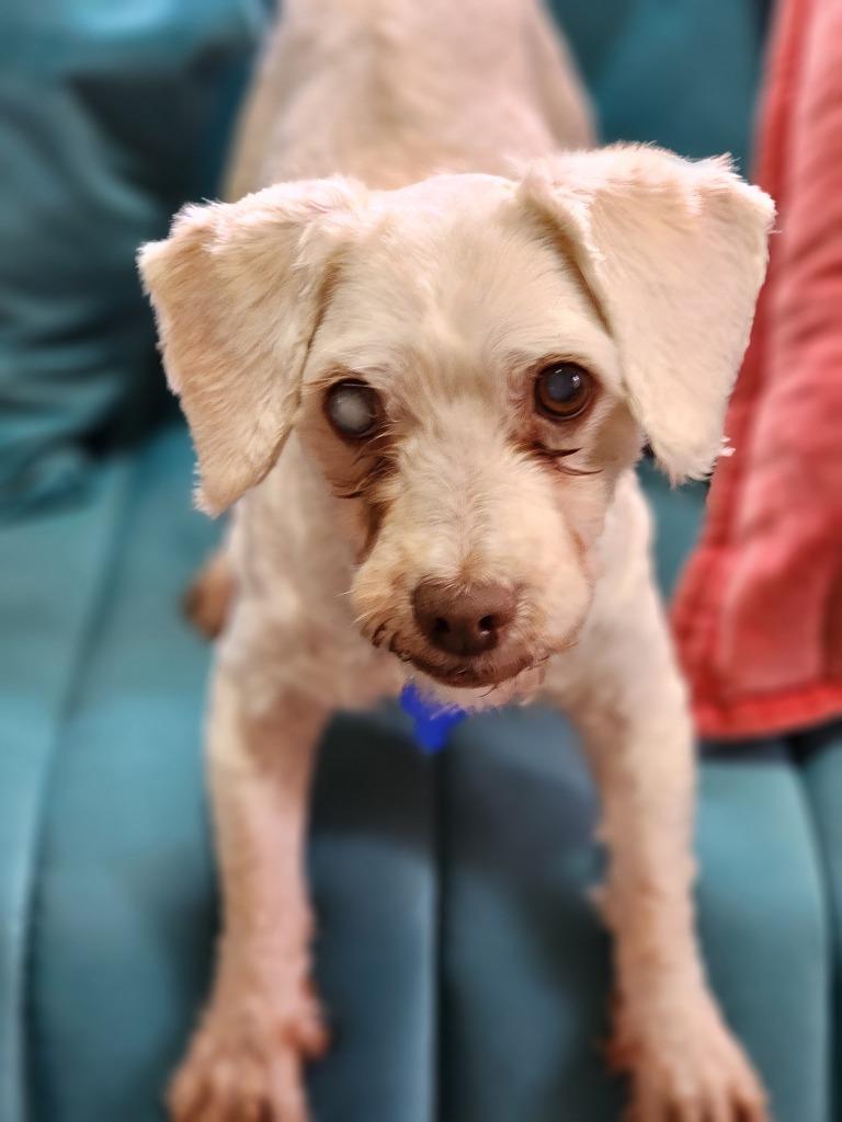 Angel, Adoptable, Adult Female Poodle.