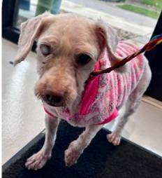 Enlarge Angel, a Adoptable mixed breed in West Bloomfield, MI image 2/2
