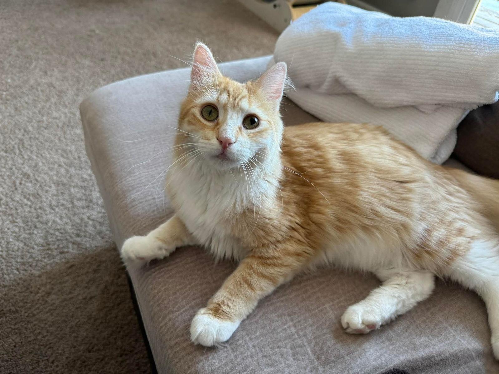 Enlarge Captain America, a Adopted mixed breed in Minneapolis, MN image 1/3