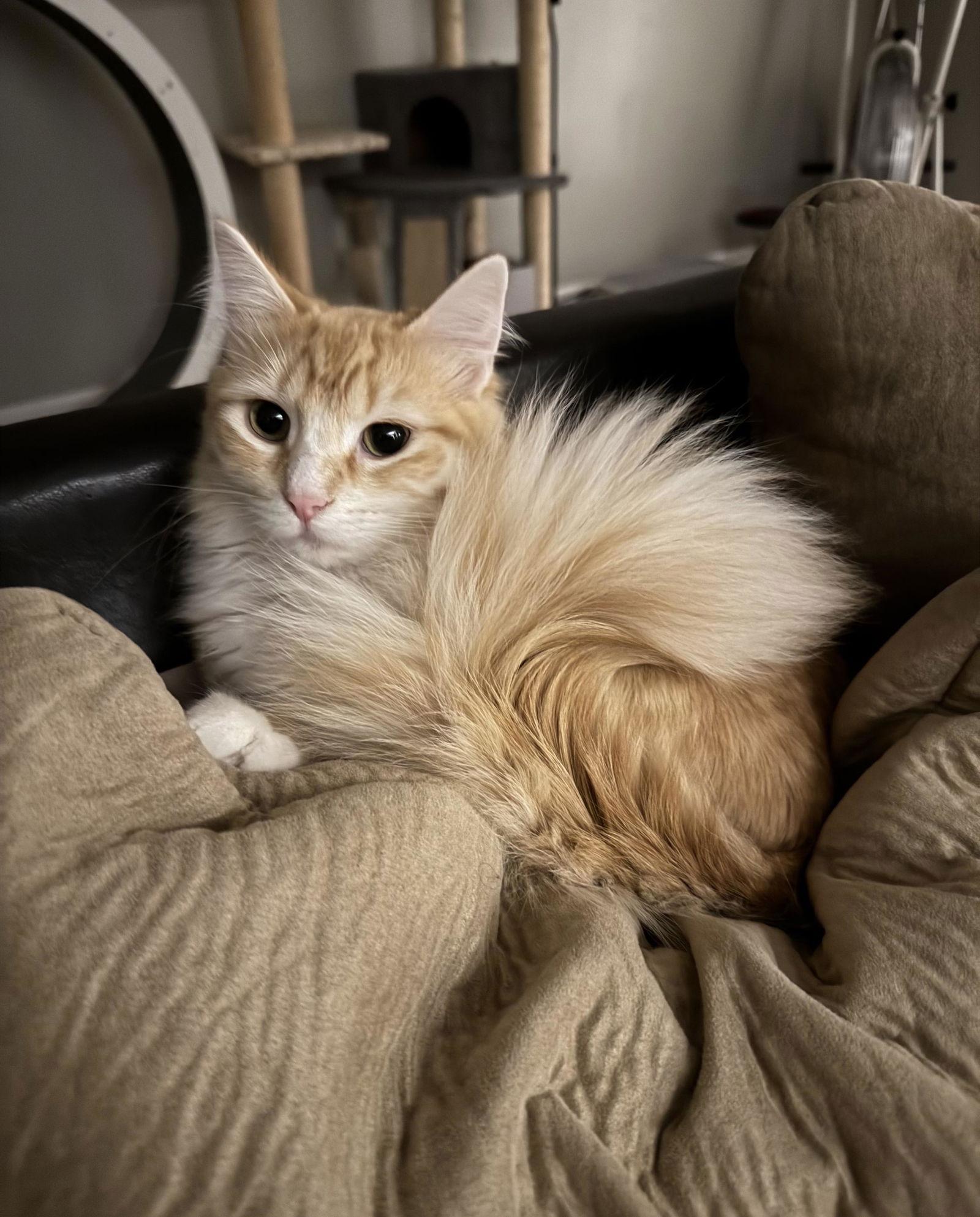 Enlarge Captain America, a Adopted mixed breed in Minneapolis, MN image 2/3