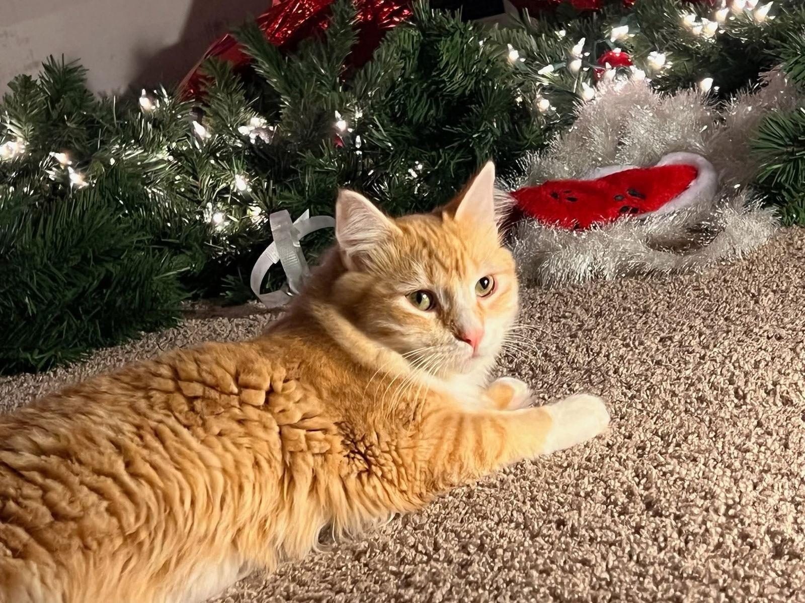 Enlarge Captain America, a Adopted mixed breed in Minneapolis, MN image 3/3