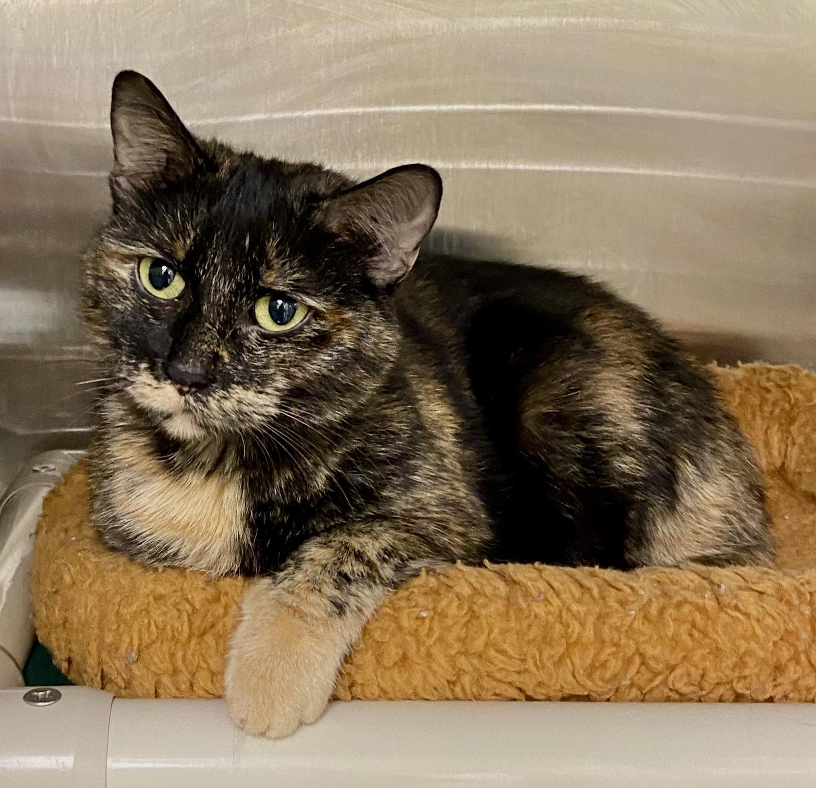 Enlarge Teva, a Adoptable mixed breed in Fargo, ND image 1/2