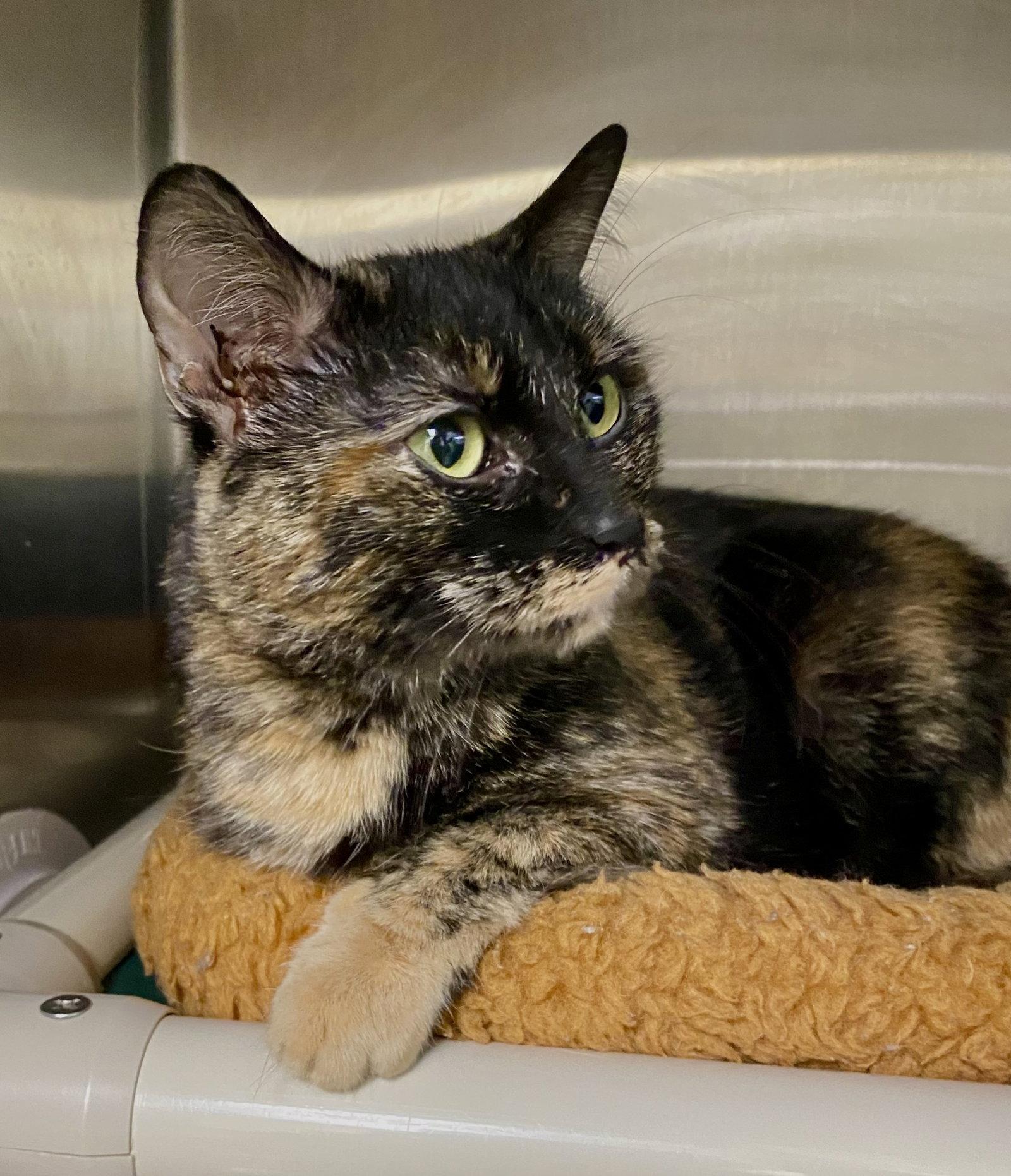 Enlarge Teva, a Adoptable mixed breed in Fargo, ND image 2/2