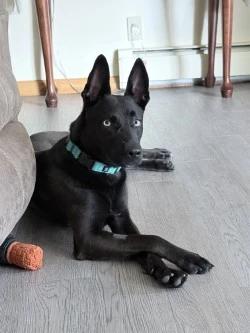 Nala, Adopted, Young Female Shepherd.