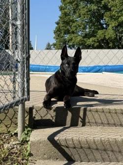 Enlarge Nala, a Adopted Shepherd in Standish, MI image 2/5