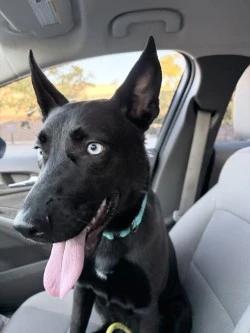 Enlarge Nala, a Adopted Shepherd in Standish, MI image 5/5