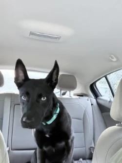 Enlarge Nala, a Adopted Shepherd in Standish, MI image 4/5