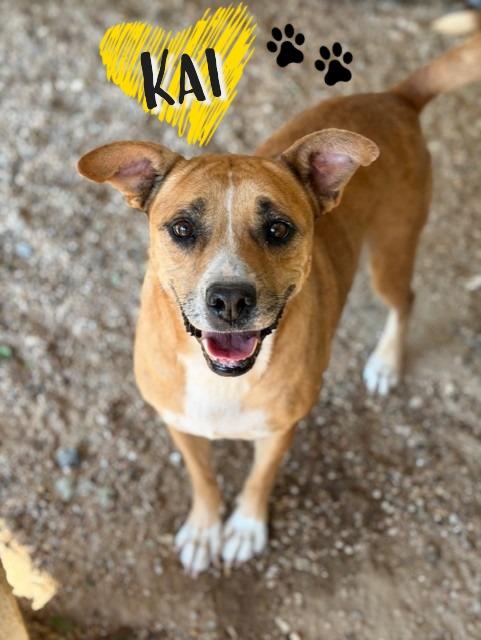 Kai, Adoptable, Adult Female Cattle Dog.