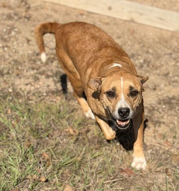 Kai, a Adoptable mixed breed in College Station, TX image 2/2