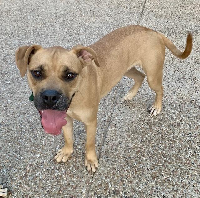 Enlarge Sugar, a Adoptable mixed breed in Knoxville , TN image 2/6