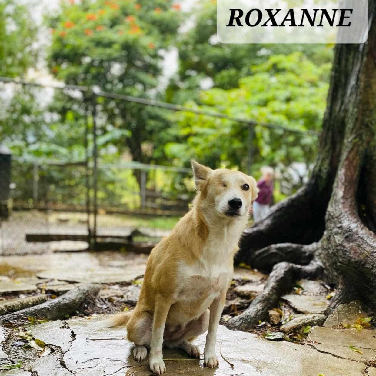 Enlarge ROXANNE, a Adoptable mixed breed in Villalba, PR image 2/6