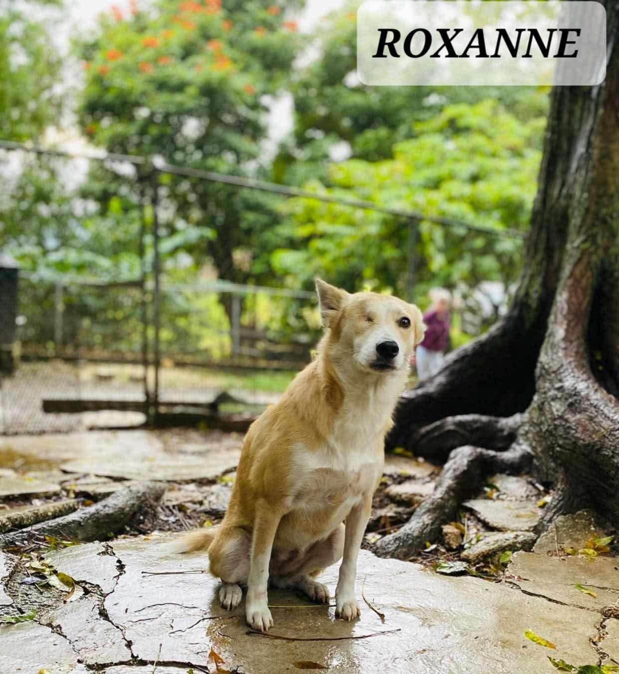 Roxanne thumbnail 2