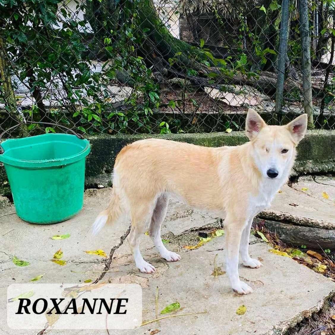 Enlarge ROXANNE, a Adoptable mixed breed in Villalba, PR image 3/6