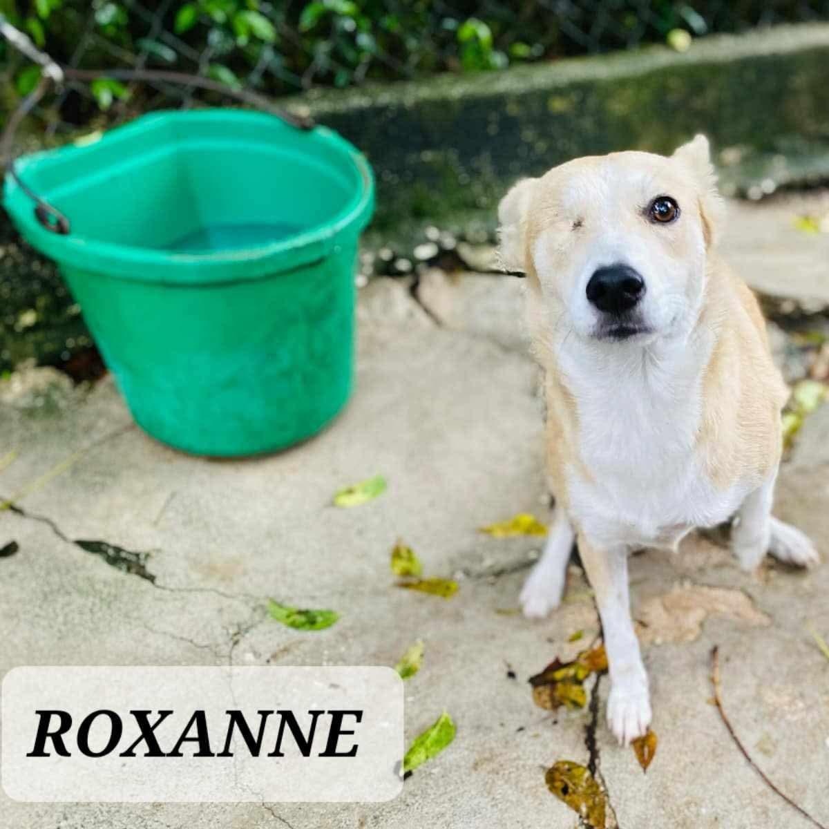 Enlarge ROXANNE, a Adoptable mixed breed in Villalba, PR image 4/6