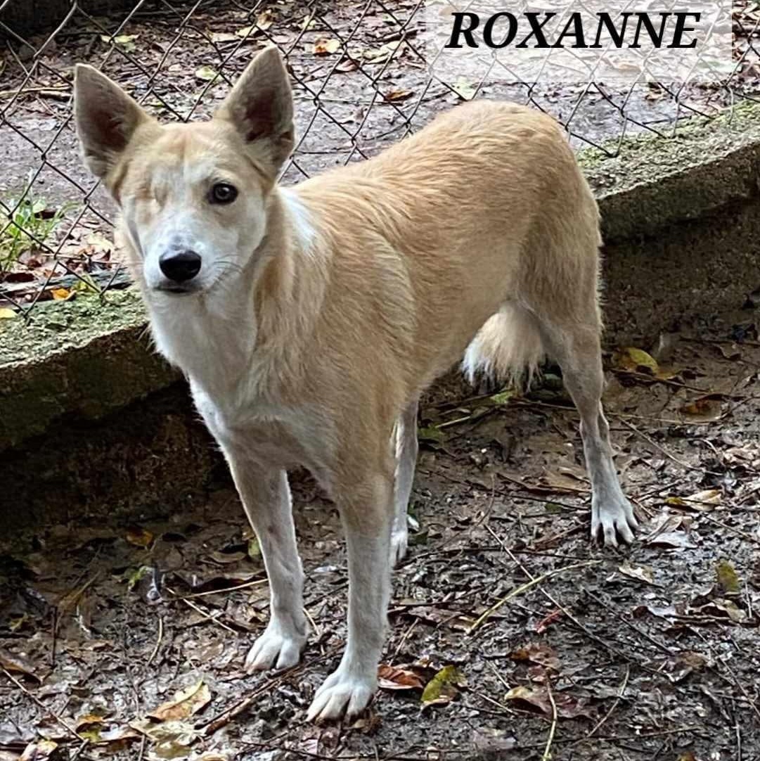 Enlarge ROXANNE, a Adoptable mixed breed in Villalba, PR image 5/6