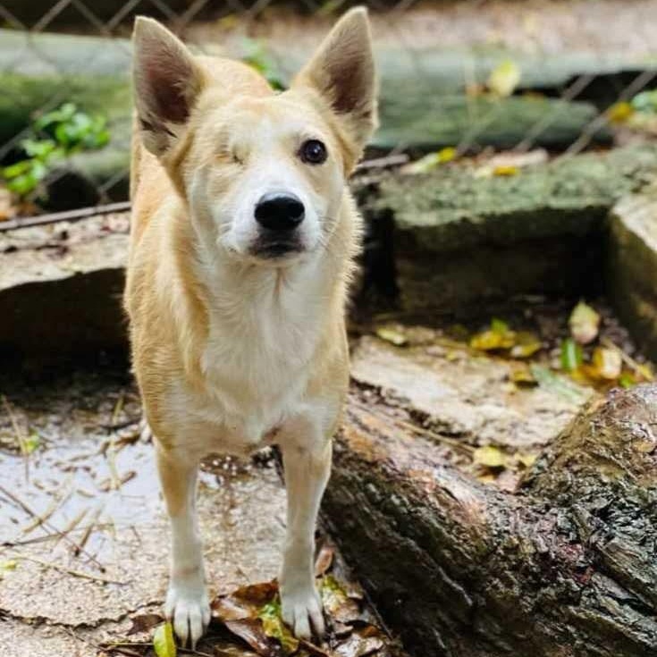 Enlarge ROXANNE, a Adoptable mixed breed in Villalba, PR image 1/6