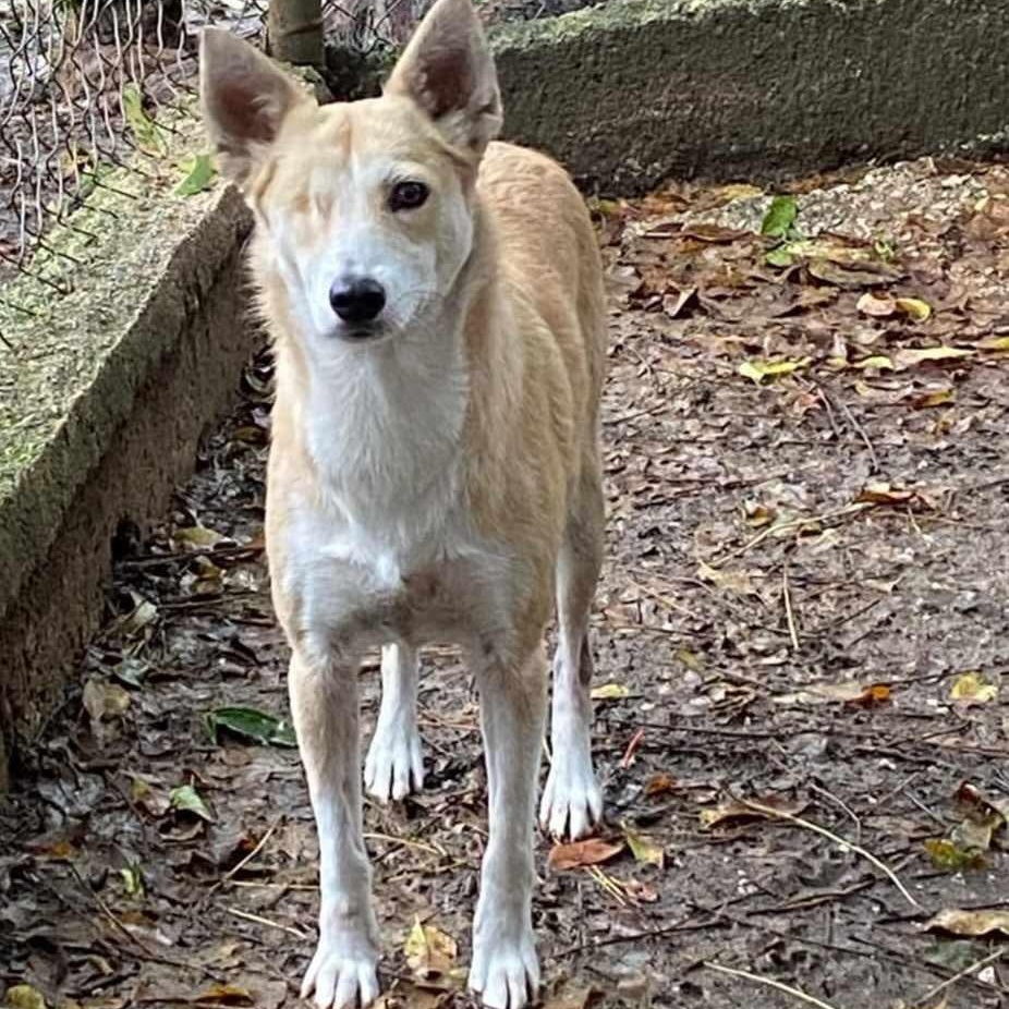 Enlarge ROXANNE, a Adoptable mixed breed in Villalba, PR image 6/6