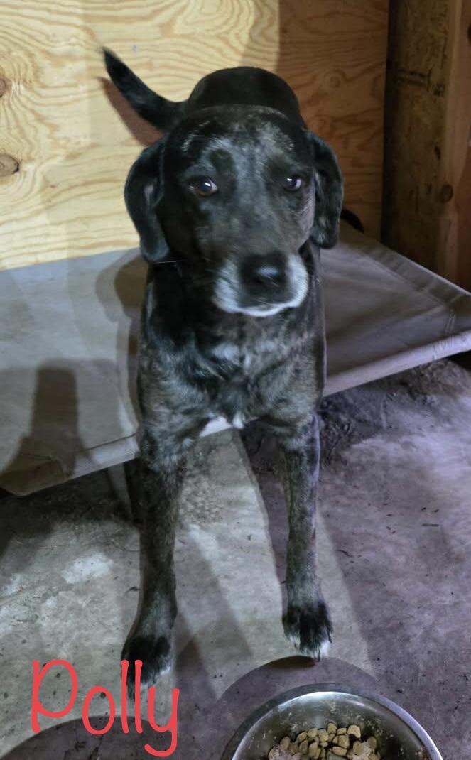 Polly, Adoptable, Adult Female Labrador Retriever & Australian Cattle Dog / Blue Heeler.