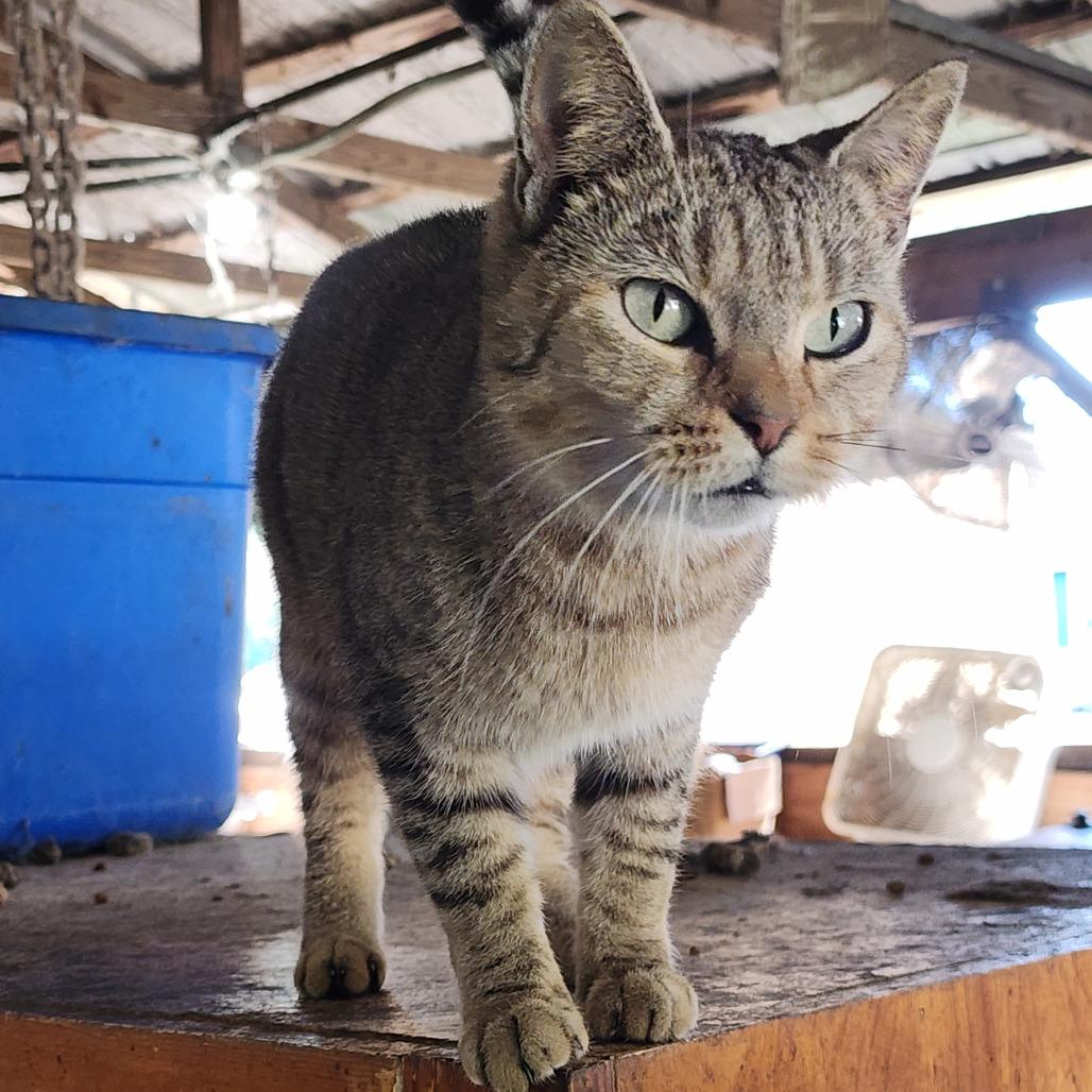 Cardi B, a Adoptable Domestic Short Hair in Williston, FL image 1/2