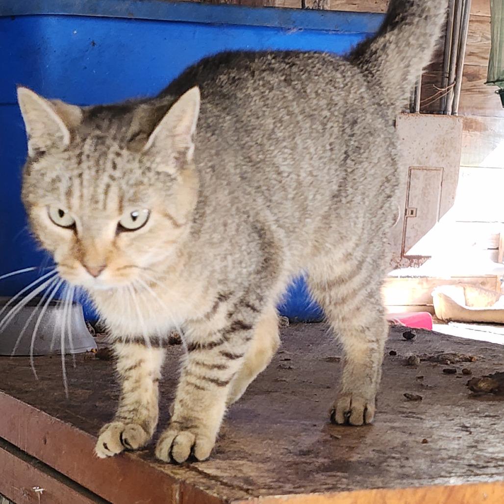 Cardi B, a Adoptable Domestic Short Hair in Williston, FL image 2/2