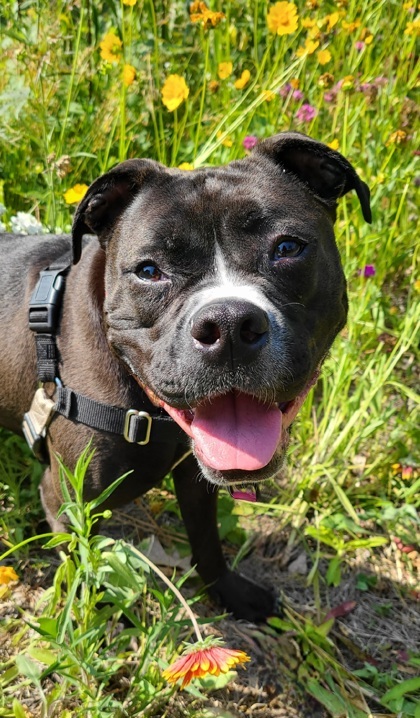 Enlarge Lilo , a Adoptable Pit Bull Terrier in Annapolis, MD image 1/1