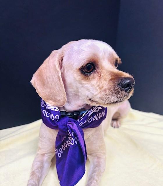 Lucy, an adopted Cavapoo in Hawk Point, MO image 4/4