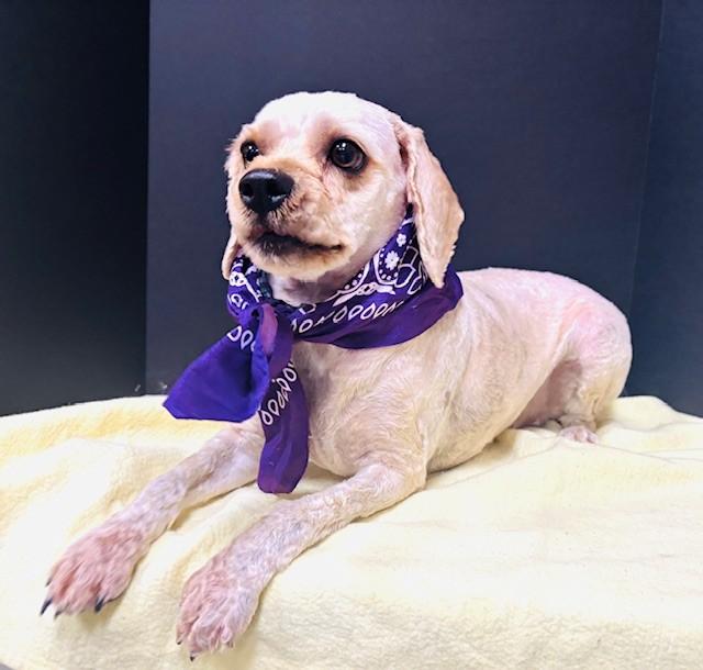 Lucy, an adopted Cavapoo in Hawk Point, MO image 3/4
