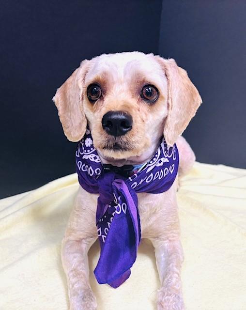 Lucy, an adopted Cavapoo in Hawk Point, MO image 1/4