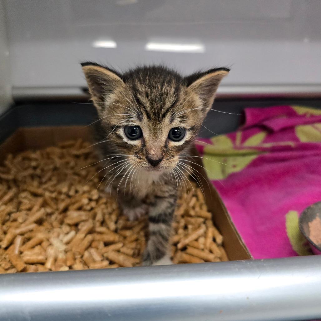 Enlarge Robin, a Adoptable Domestic Short Hair in Naples, FL image 1/2