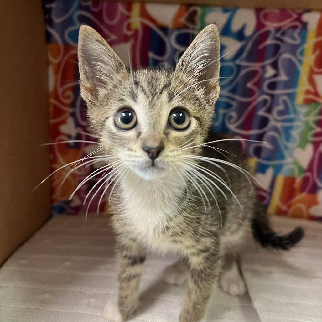 Enlarge Robin, a Adoptable Domestic Short Hair in Naples, FL image 2/2