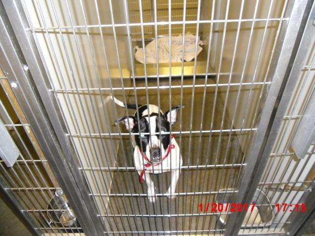 2016-12-017, Adopted, Senior Male Pit Bull Terrier.