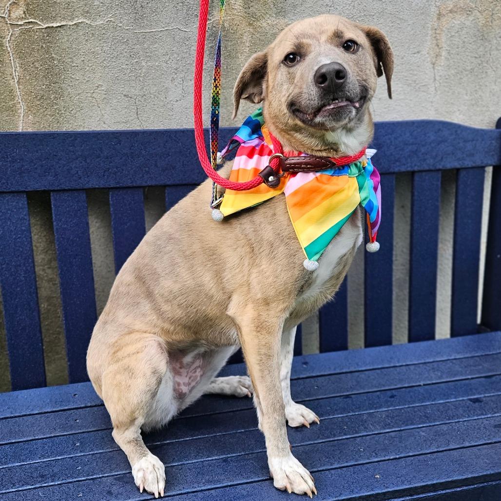 Enlarge Gertie, a Adoptable Mixed Breed in Westhampton, NY image 1/6