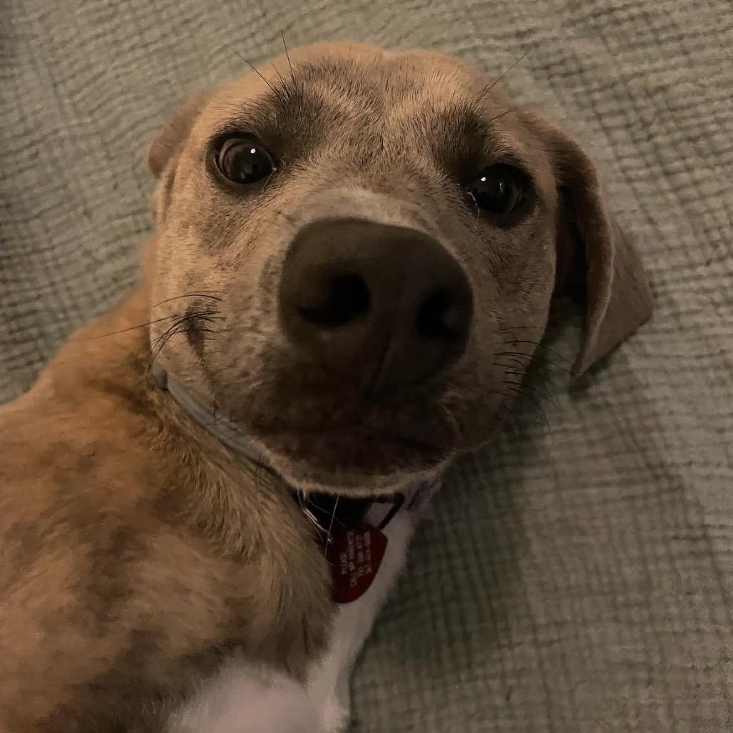 Enlarge Gertie, a Adoptable Mixed Breed in Westhampton, NY image 4/6