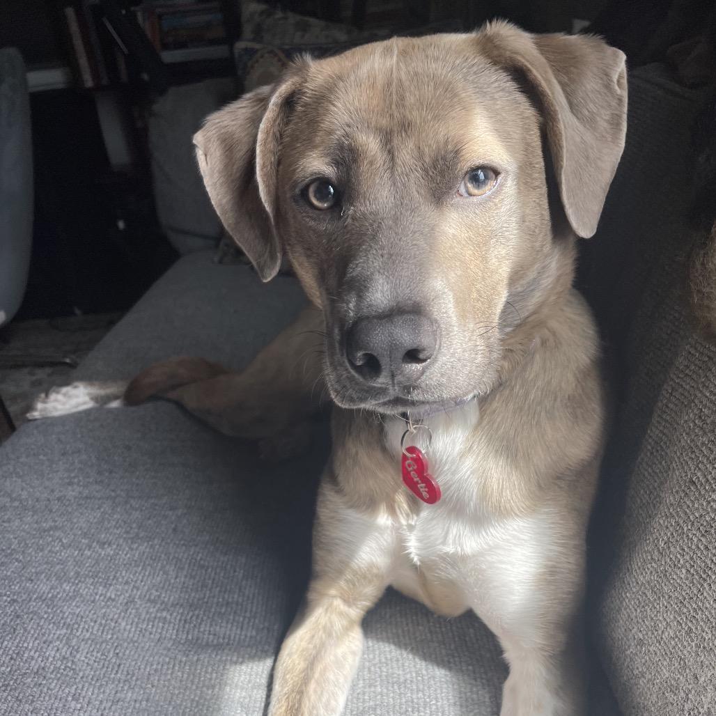 Enlarge Gertie, a Adoptable Mixed Breed in Westhampton, NY image 5/6