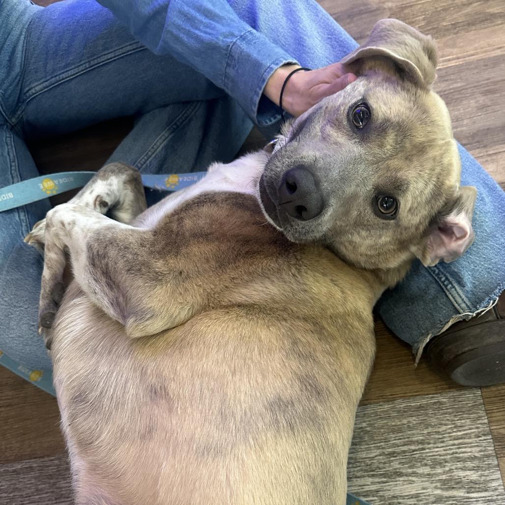 Enlarge Gertie, a Adoptable Mixed Breed in Westhampton, NY image 6/6