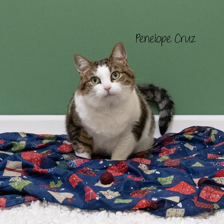 Enlarge Penelope Cruz, a Adoptable Domestic Short Hair in Pekin, IL image 1/2