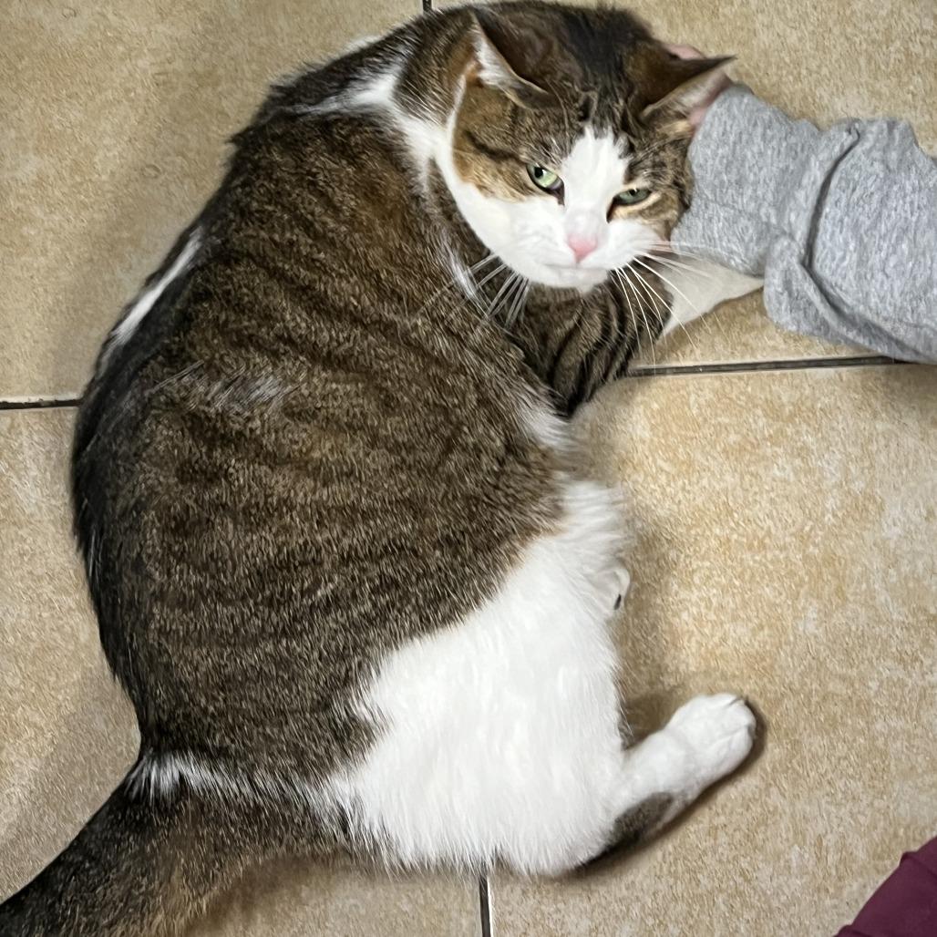 Enlarge Penelope Cruz, a Adoptable Domestic Short Hair in Pekin, IL image 2/2