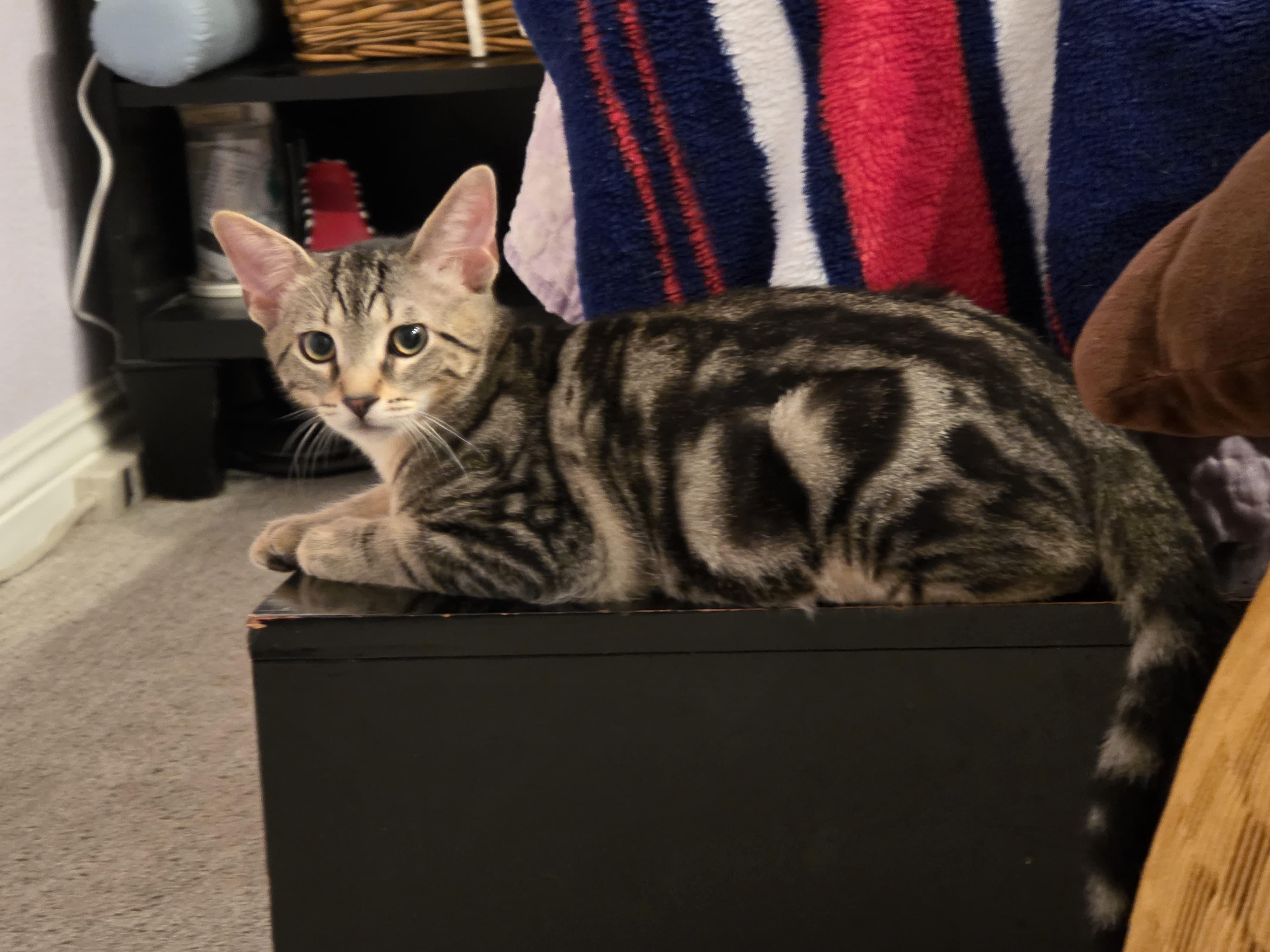 Enlarge Andy, a Adoptable Tabby in San Juan Capistrano, CA image 3/3