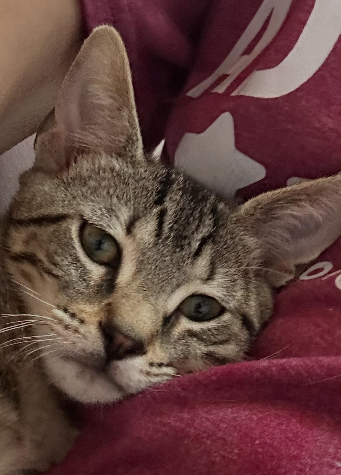 Enlarge Andy, a Adoptable Tabby in San Juan Capistrano, CA image 2/3