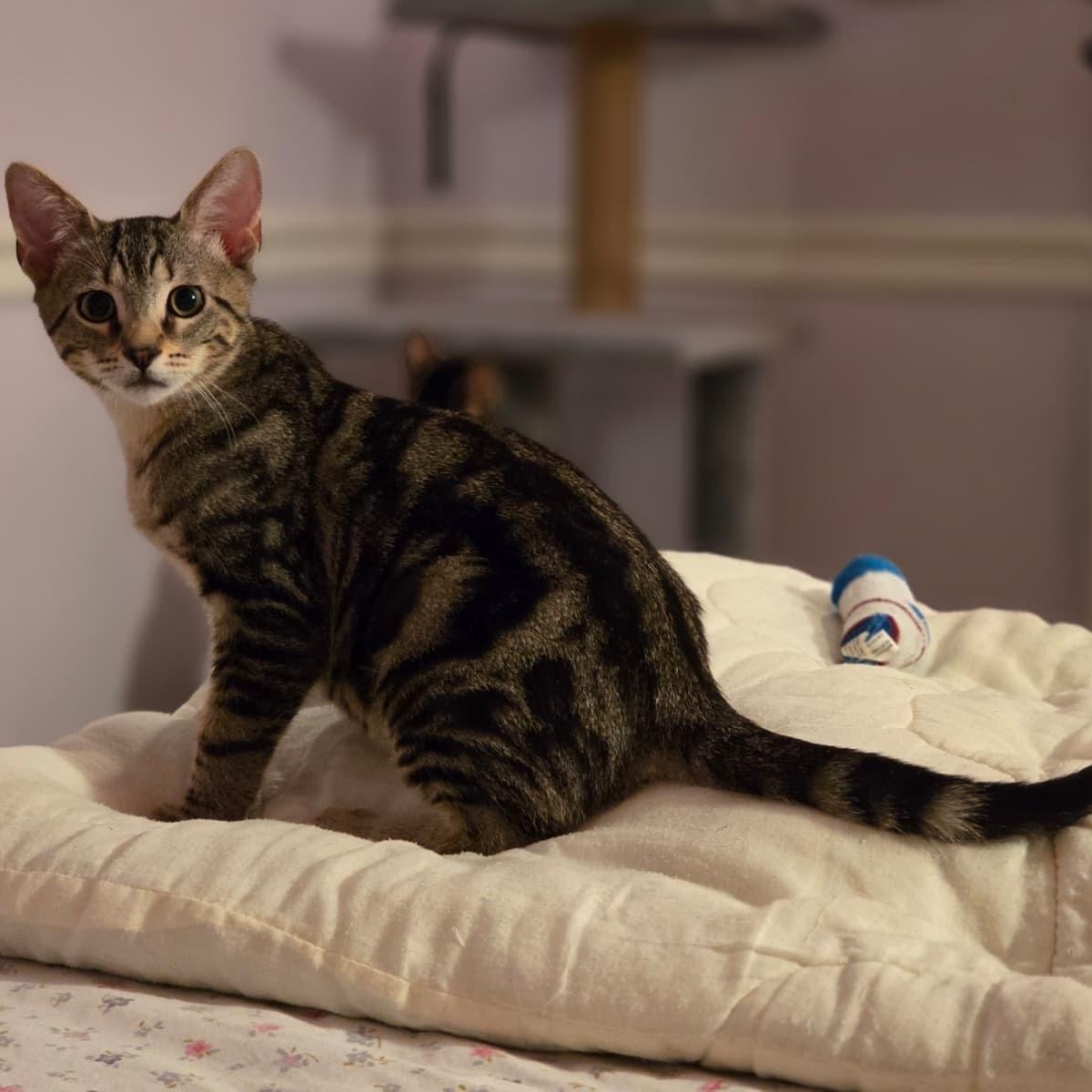 Andy, Adoptable, Kitten Male Tabby.