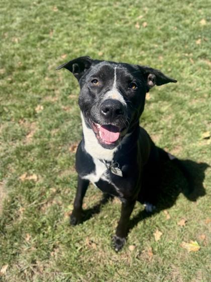 Nyx, ADOPTABLE, Adult Female Mixed Breed.