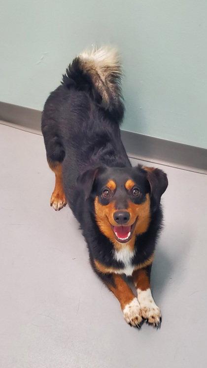 Joey (7019), Adopted, Young Male Corgi.