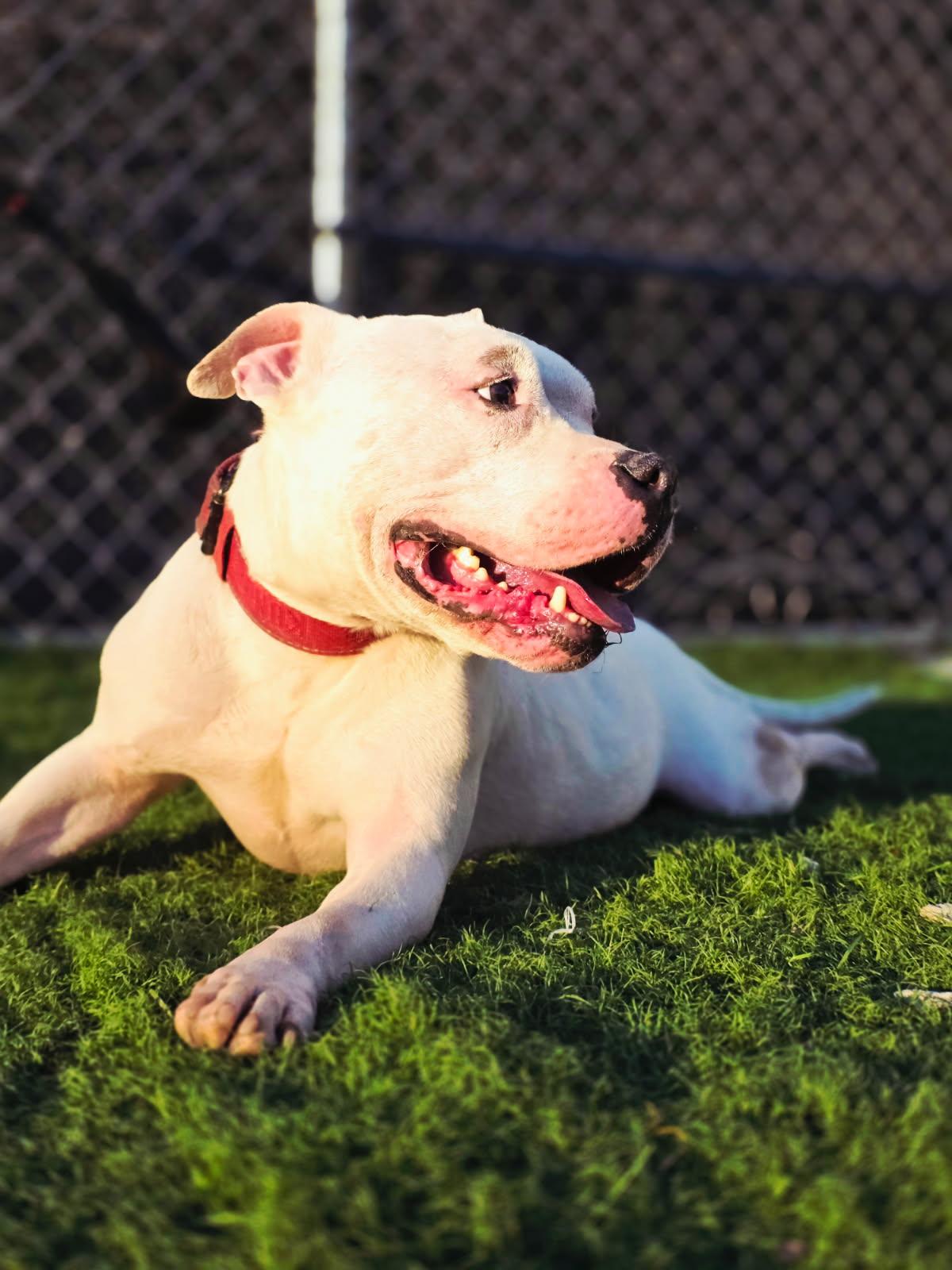 KOA, Adoptable, Adult Male American Bully.