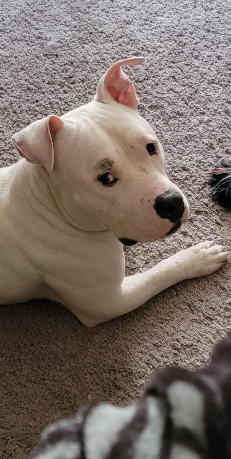 Enlarge KOA, a Adoptable American Bully in Jacksonville, NC image 4/4