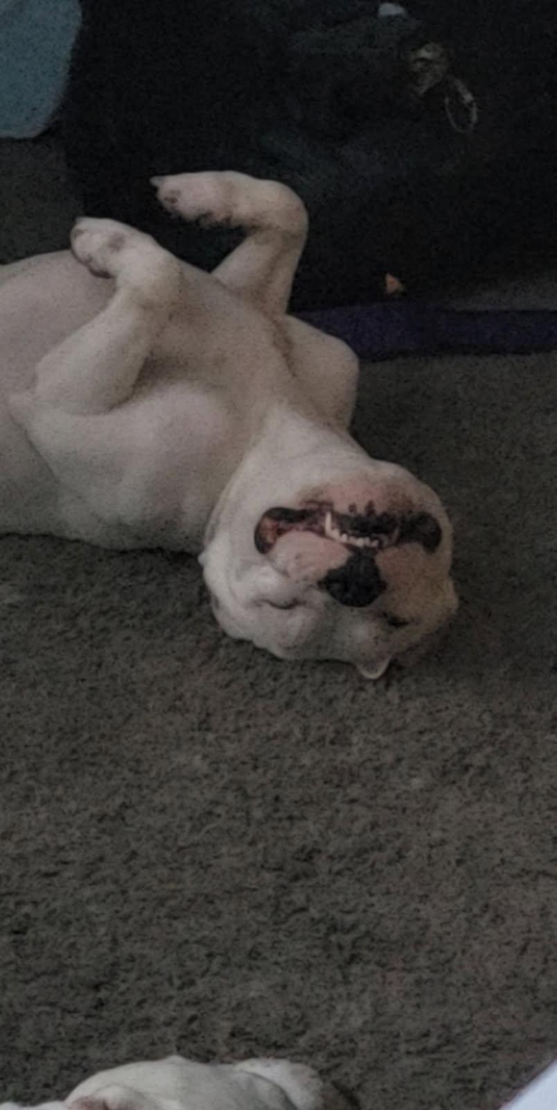 Enlarge KOA, a Adoptable American Bully in Jacksonville, NC image 2/4