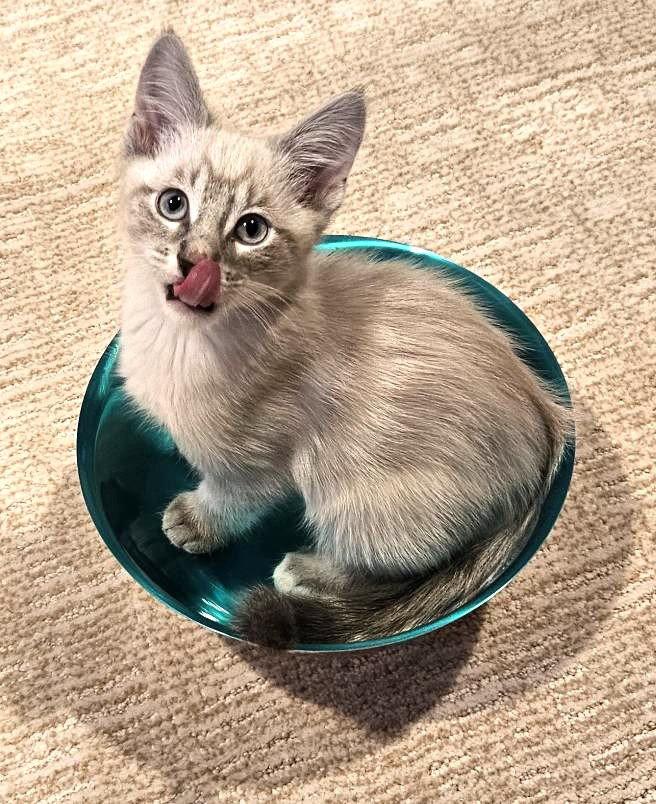 Kitten Wumbology, Adopted, Kitten Male Domestic Short Hair & Siamese.