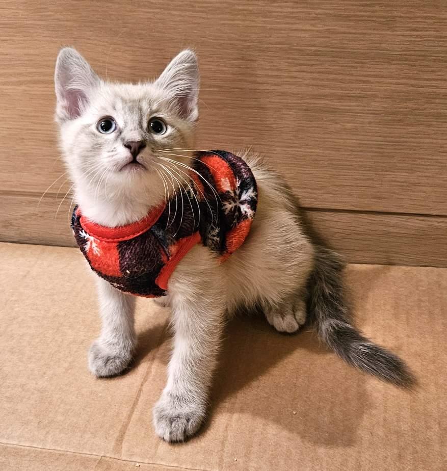Kitten Wumbology, a Adopted mixed breed in Seal Beach, CA image 2/3