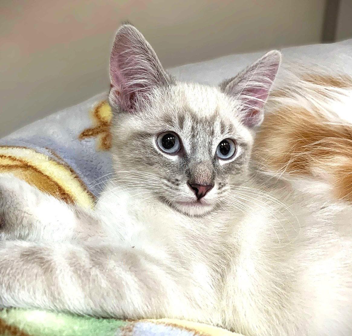 Kitten Wumbology, a Adopted mixed breed in Seal Beach, CA image 3/3