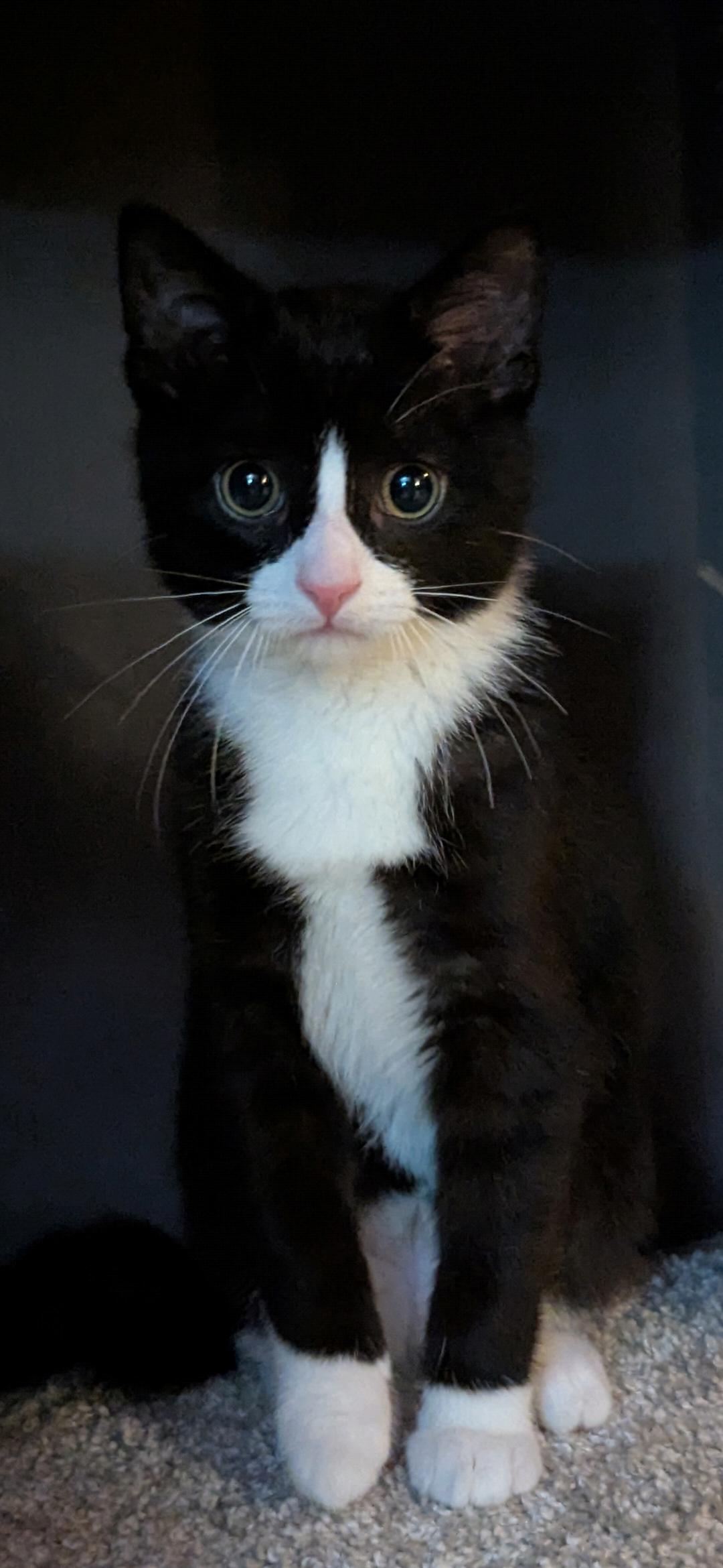 Albert, ADOPTABLE, Kitten Male Domestic Short Hair.
